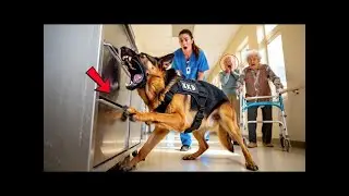 A Retired K9 Dog Uncovered a Hidden Crime in a Nursing Home After Weeks of Suspicious Growls