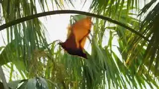 Австралийские летучие лисицы Pteropus и охотящиеся на них пресноводные крокоди Crocodylus johnstoni