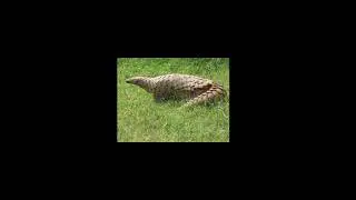 Defence mechanism of pangolin#fact #animal #unknownfact