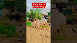 #ongole#bull#onfire#trending#rk#dvr#pr#mcor#shorts#@chalivendrapalemtigers1116#BUK Ongole bulls