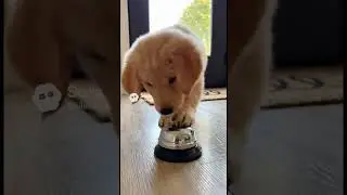 You Won't Believe. #cute #funny Nnice zoomie#dogcore#doglovers #dog #dogslife#cutedogs#virashorts