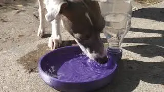 6 Cool Things to 3D Print For Your Pet - TimeLapse Compilation