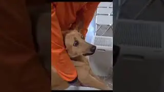 Doggy Thermometer: Checking Fido's Temperature #funny #memes #funnyanimals