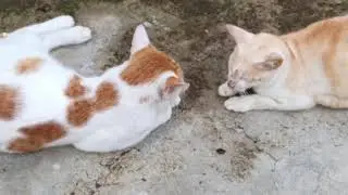 😺🐈 dua kucing yg mengemaskan sedang bercanda santai 😂