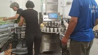 NET3000---fruit packaging machine, Packing pears