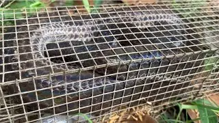 Khủng Khiếp Luồng Bẫy Nó Dính Trúng Đậm Rắn Hổ Hành Cặp