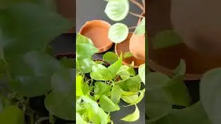 I love to bottom water my plants, they thrive! #plants