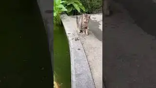 Cat Tries to Kiss a Koi Fish... Instant Regret! 🐟🙀