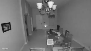 Cats. Not even once.