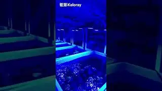 #aquarium #reeflife #aquascapegallery #aquascapelowtech #reeftank