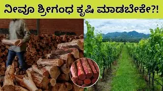 Sandalwood Tree Farming Guide | ಚಂದನದ ಮರ ಬೆಳೆಯುವ ವಿಧಾನ | Earn in Crores💰 | Best Technique💯