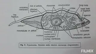 Trypanosoma gambiense = MORPHOLOGY  4. Undulating membrane