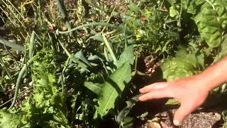 Turkish Rocket - Observations and some management trials