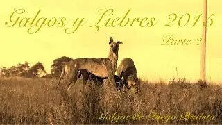 Galgos y Liebres 2015 Parte 2