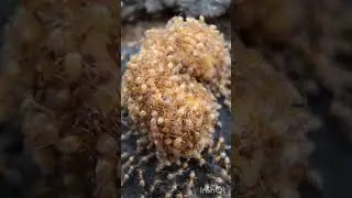 ants on the cereal #ant #bug #poop