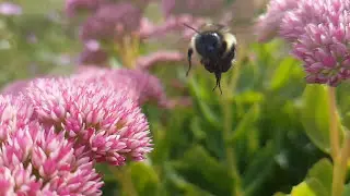 Slow Motion Bumble Bees (Sept 18, 2016)