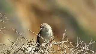 Rufous-crowned Sparrow - Point Vicente - 8/8/17