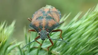Mediterrane Vruchtenschildwants/Red Shield Bug (Carpocoris mediterraneus)