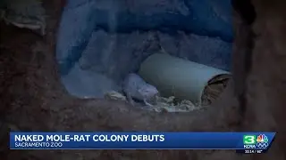 Sacramento Zoo welcomes 15 naked mole-rats, plans celebration on Saturday