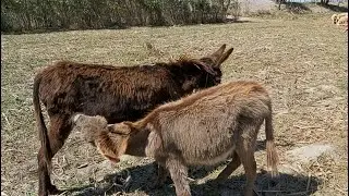 Donkey Nursing Her Foal By Lactating|Jenny Feeding Milk To Her Foal|Mom Donkey Feeding Foal