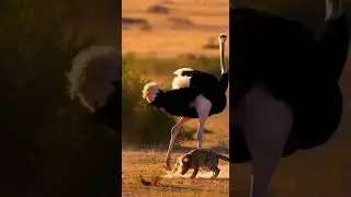 Epic Ostrich Fight Back! Leopard Attack FAILS Watch the wild showdown #wildlife #nature #animalfight