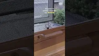 In today's edition of Only In Australia.. #sendhelp #spider #australia