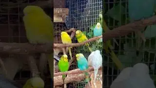 Budgies and other birds in mix bird aviary | Aviary Birds | Bird Sounds