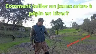 la taille hivernale de jeunes arbres à pépin
