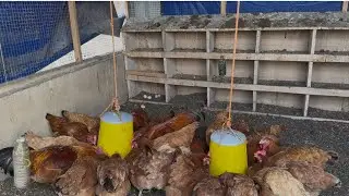 Starting a poultry farming in Ghana 🇬🇭 is not easy ooo.