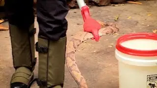 How to safely move a Copperhead snake