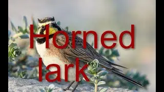 Horned lark/Bird Therapy/Listen and Heal