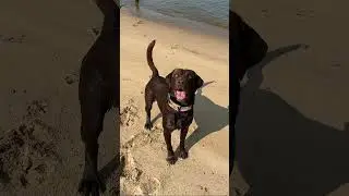 That&rsquo;s my little doggy dude!!