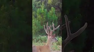 Trail Camera Big Whitetail Buck #4