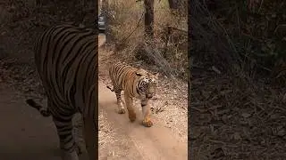 Tadoba tiger #wildlife #wildlifephotography #nature #animal #tiger #tadoba #tadobanationalpark #2024