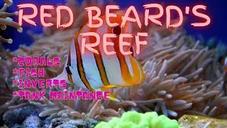 Reef tank tour