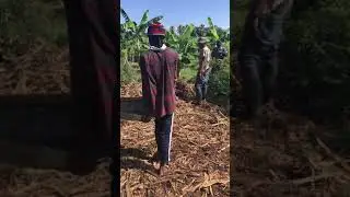 Spreading organic mulch in Acerola Cherry cerise farm