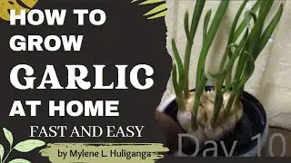 How to Grow Garlic at Home - FAST AND EASY TIPS AND TRICKS