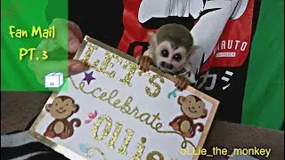 Baby Monkey oLLie First time Fan Mail (PT3)