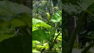 Gaint  elephant ears growing#booderee national park#jarvis bay village#australia#Colocasia#