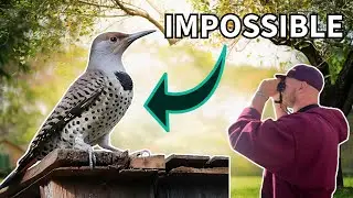 Finding Utah's RAREST bird!