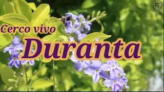 Cuidados de la Duranta | Especial cerco vivo.