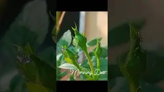 Dew Drops