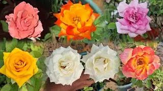 Roses blooming in my terrace garden 😍 / Yellow rose / Orange rose / White rose / Pinata rose #rose 