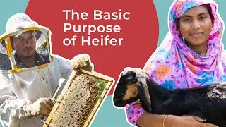 The Basic Purpose of Heifer International