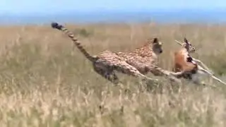 Tiger hunting deer
