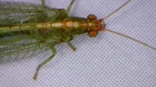 microscope video: common green lacewing close-up / Nahaufnahme einer Florfliege