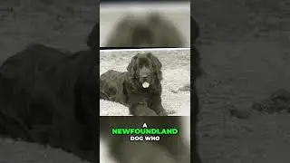 Meet Gander  | The Unsung Four Legged Hero of WWII