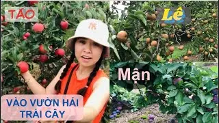 Đi Vào Vườn Hái Trái Cây Ở Mỹ : Hái Táo, Mận, Lê | Picking Fruit at an American Farm