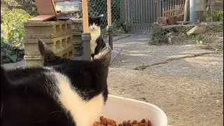 2026.01.17 野良子猫三兄弟のご飯タイム～三兄弟だけの日だったけど…～(おまけは字幕付き)