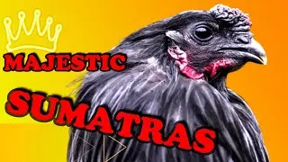 Is the Sumatra Chicken the Most Beautiful Bird in the World?